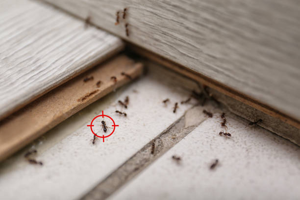 Best Affordable Pest Control Services  in Glenwood, MN