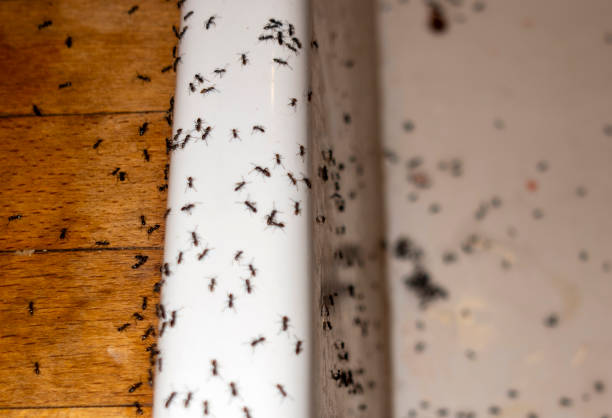 Best Termite Control Services  in Glenwood, MN