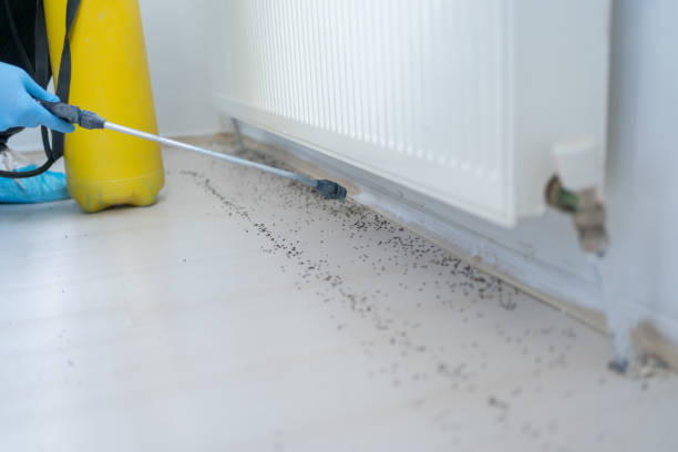 Best Rat Extermination Near Me  in Glenwood, MN